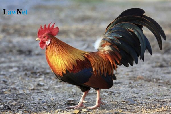 8+ Short Descriptions of Roosters for Grade 4? Which educational stage is Grade 4 Vietnamese?