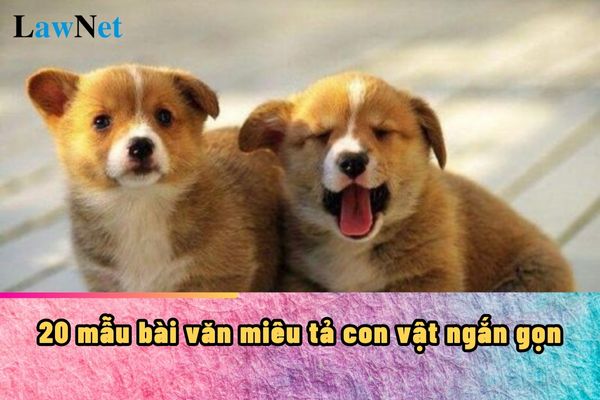 20 mẫu bài văn miêu tả con vật ngắn gọn? Học sinh tiểu học có cần đạt được năng lực đọc trôi chảy hay không?