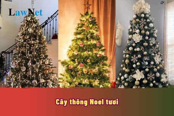 Cây thông Noel tươi sẽ như thế nào? Xuất xứ của cây thông Noel tươi là ở đâu?