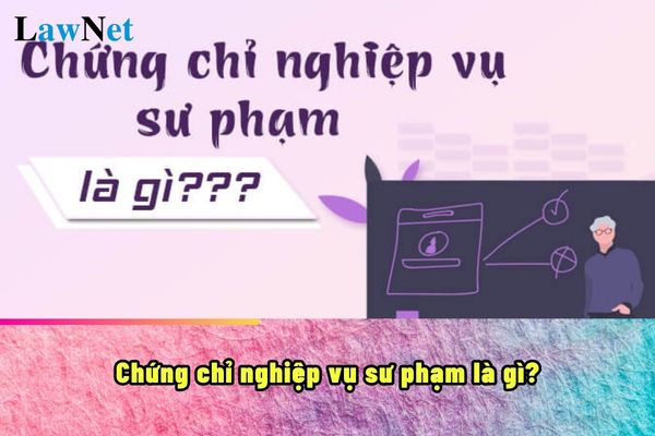 Chứng chỉ nghiệp vụ sư phạm là gì? Nội dung chương trình bồi dưỡng nghiệp vụ sư phạm cho giáo viên các cấp?