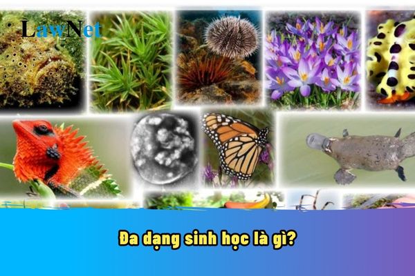 What is Biodiversity? What is the Role of Biodiversity?