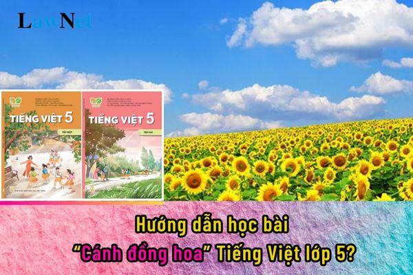 Hướng dẫn học bài Cánh đồng hoa Tiếng Việt lớp 5?