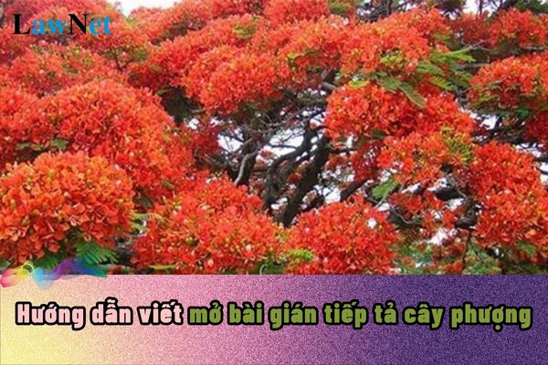 Guidelines for Writing an Indirect Introduction to Describe the Flamboyant Tree? When will the indirect introduction be taught in the Vietnamese language curriculum?