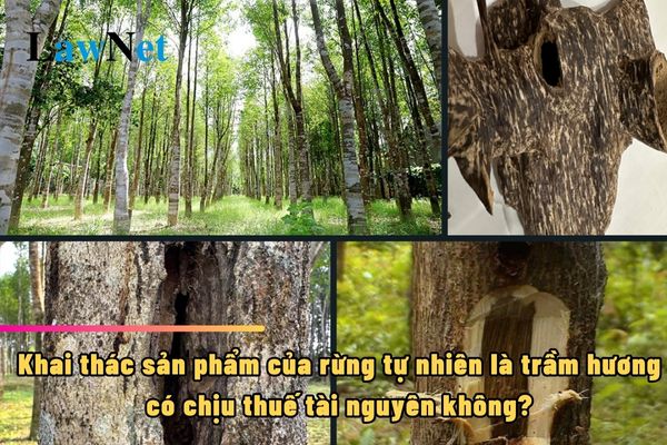 Khai thác sản phẩm của rừng tự nhiên là trầm hương có chịu thuế tài nguyên không?