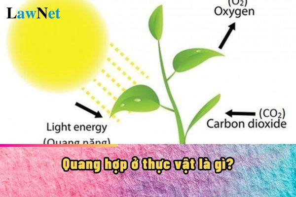 Quang hợp ở thực vật là gì? Quang hợp ở thực vật sẽ có trong chương trình môn Khoa học tự nhiên lớp mấy?