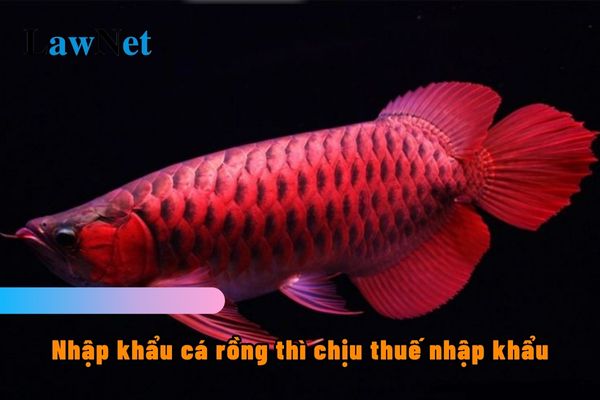 Nhập khẩu cá rồng thì chịu thuế nhập khẩu bao nhiêu? Thời hạn nộp thuế nhập khẩu ra sao?