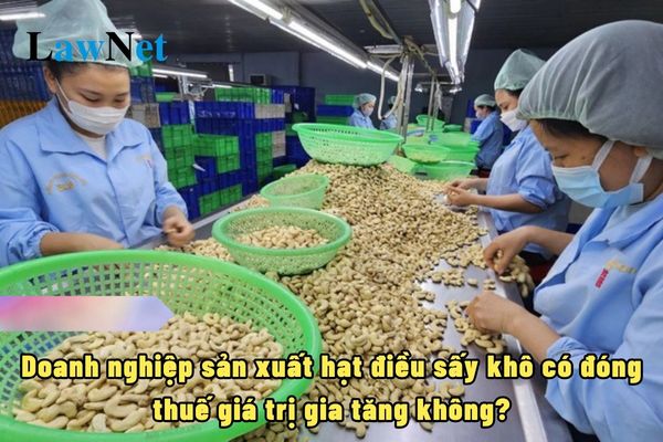 Doanh nghiệp sản xuất hạt điều sấy khô có đóng thuế giá trị gia tăng không?