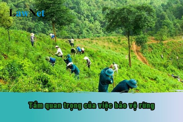 Mẫu bài văn nghị luận suy nghĩ về tầm quan trọng của việc bảo vệ rừng? Nội dung cần đạt trong phần thực hành viết môn Ngữ văn lớp 8 ra sao?