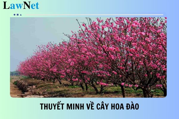 3+ Thuyết minh về cây hoa đào ngắn gọn mới nhất 2025? Định mức tiết dạy của giáo viên lớp 8 bao nhiêu?