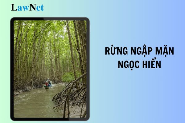 Rừng ngập mặn Ngọc Hiển thuộc tỉnh nào của nước ta? Môn Lịch sử và Địa lí cấp tiểu học có phải môn bắt buộc?