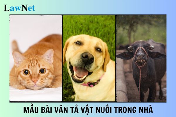 Mẫu bài văn tả vật nuôi trong nhà lớp 4 mới nhất? Kĩ năng viết chiếm bao nhiêu thời lượng môn Tiếng Việt lớp 4?