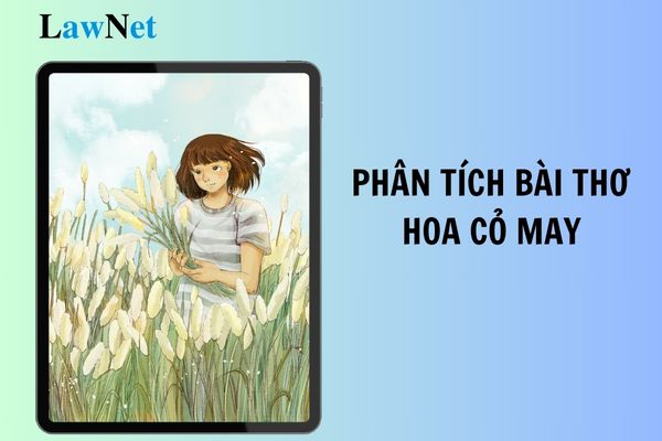 Phân tích bài thơ Hoa cỏ may của Xuân Quỳnh lớp 11? Tiêu chí chính trị tư tưởng trong xếp loại chất lượng giáo viên lớp 11 là gì?