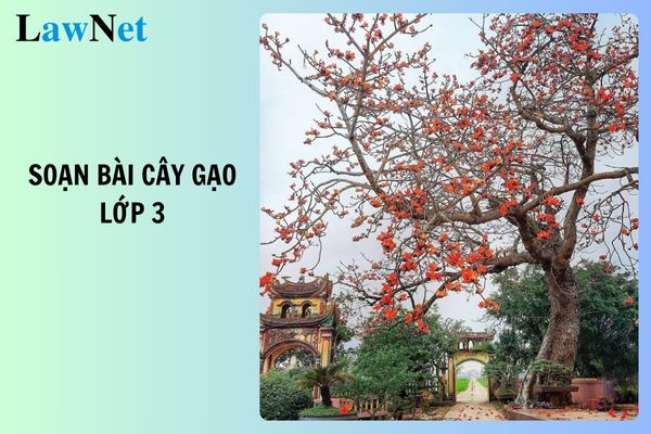 Soạn bài Cây gạo lớp 3 đầy đủ, ngắn gọn? Lớp 3 có cần kiểm tra giữa kỳ môn Tiếng Việt?