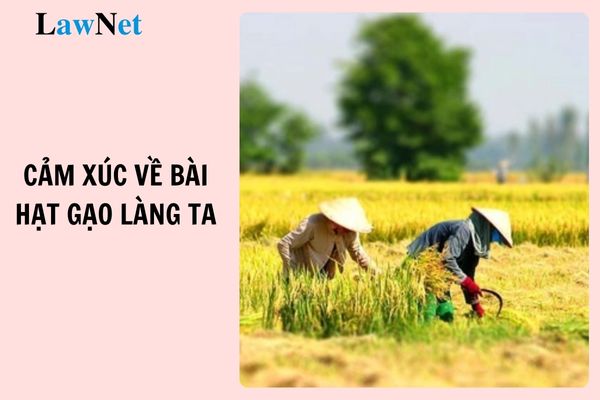 Top 10 mẫu viết đoạn văn ghi lại cảm xúc về bài thơ Hạt gạo làng ta lớp 7 hay nhất?