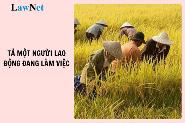 Top mẫu bài văn tả một người lao động đang làm việc lớp 5? Đánh giá kết quả giáo dục học sinh lớp 5 bao gồm những mức nào?