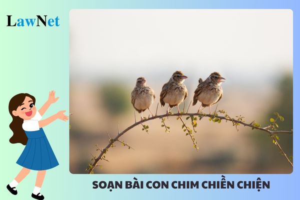 Preparing the lesson "Con chim chiền chiện" for Grade 7 Briefly