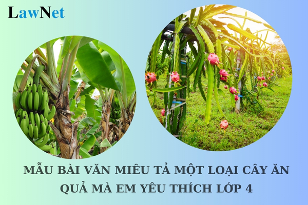 Mẫu bài văn miêu tả một loại cây ăn quả mà em yêu thích lớp 4 hay nhất? Độ tuổi của học sinh lớp 4 là bao nhiêu?