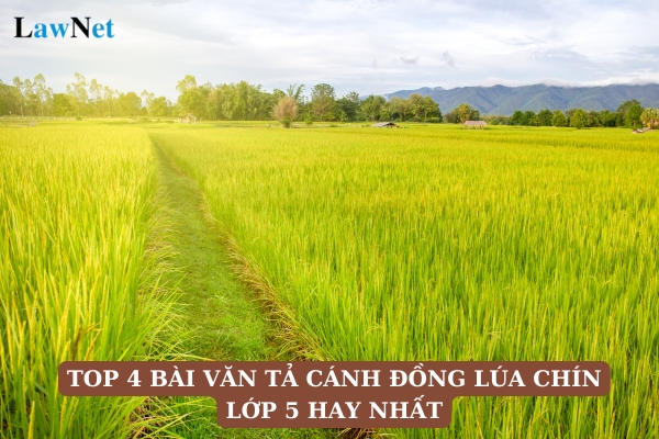 Top 4 đoạn văn tả cánh đồng lúa chín lớp 5 hay nhất? Mục tiêu của công tác xã hội trong trường học là gì?