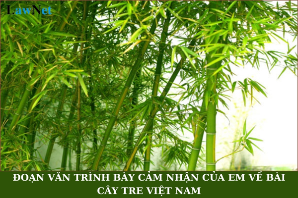 Mẫu đoạn văn trình bày cảm nhận của em về bài Cây tre Việt Nam ngắn gọn?