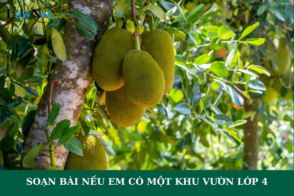 Soạn bài Nếu em có một khu vườn lớp 4? Học sinh lớp 4 học bao nhiêu tiết Ngữ văn trong năm?