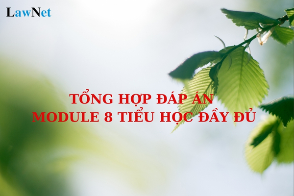 Tổng hợp đáp án Module 8 tiểu học đầy đủ nhất? Trường tiểu học có cơ cấu tổ chức như thế nào?