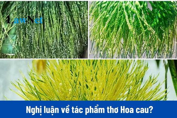 Mẫu viết bài văn nghị luận về tác phẩm thơ Hoa cau môn Ngữ văn lớp 11?