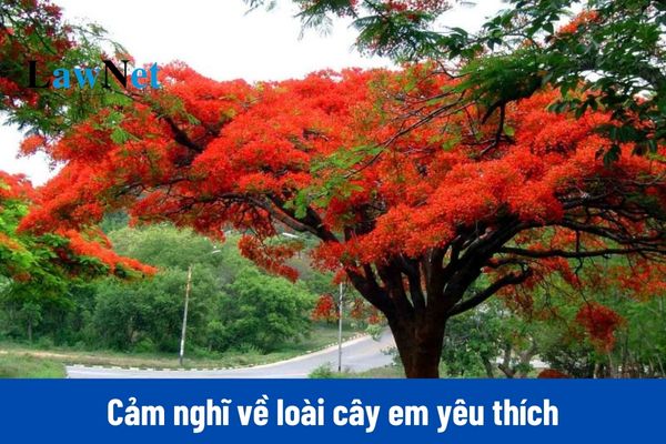 Mẫu viết bài văn trình bày cảm nghĩ về loài cây em yêu thích môn Ngữ văn lớp 7?