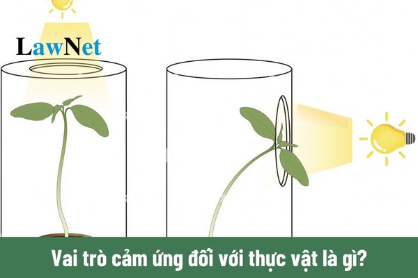 Vai trò cảm ứng đối với thực vật là gì? Một số ví dụ về cảm ứng ở thực vật môn sinh học lớp 11?