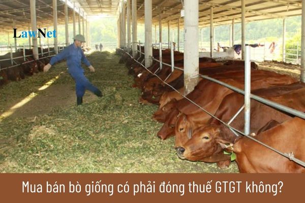 Mua bán bò giống có phải đóng thuế GTGT không?