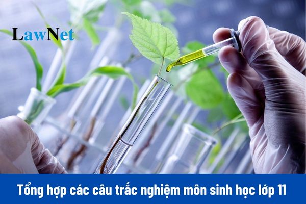 Tổng hợp các câu trắc nghiệm bài khái quát về sinh sản ở sinh vật môn sinh học 11 Cánh diều (có đáp án)?