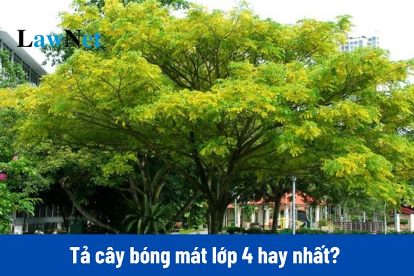 10+ Tả cây bóng mát lớp 4 hay nhất?