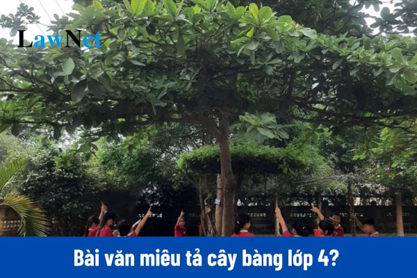 Top 8 bài văn miêu tả cây bàng lớp 4 ngắn gọn điểm cao?