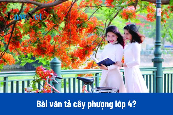 Tổng hợp các bài văn tả cây phượng lớp 4 ngắn gọn và hay nhất?