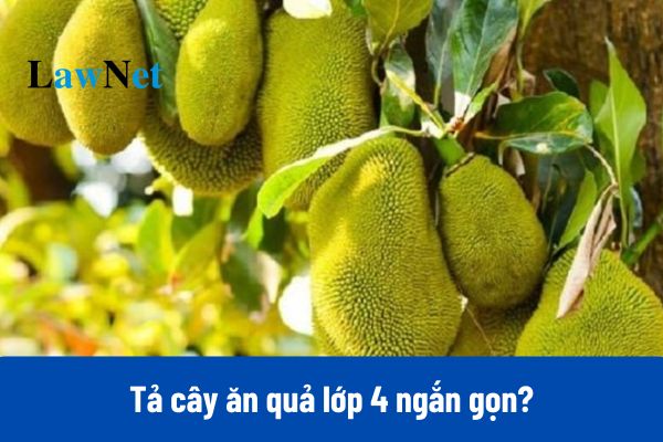 10+ Tả cây ăn quả lớp 4 ngắn gọn và hay nhất?