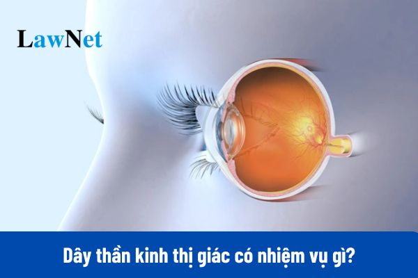 Dây thần kinh thị giác có nhiệm vụ gì?