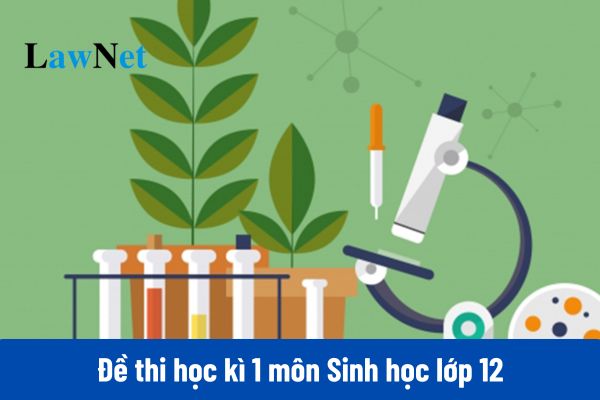 Đáp án và hướng dẫn giải chi tiết đề thi học kì 1 môn Sinh học lớp 12?