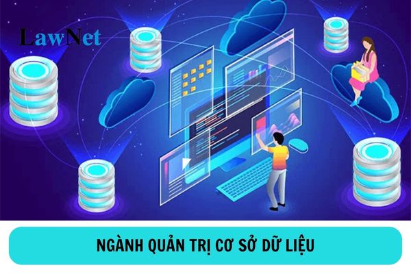 Học cao đẳng ngành Quản trị cơ sở dữ liệu có thể làm việc tại các vị trí nào?