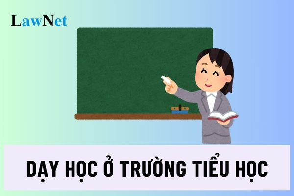 Có bằng tốt nghiệp cử nhân sư phạm có được phép dạy ở trường tiểu học chưa?