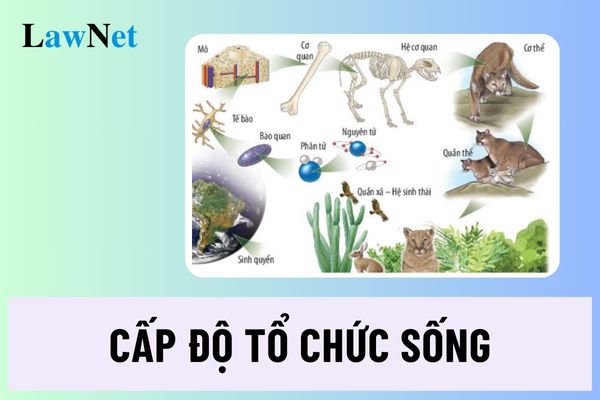 Cấp độ tổ chức sống là gì? Giới thiệu chung về các cấp độ tổ chức của thế giới sống là kiến thức lớp mấy?