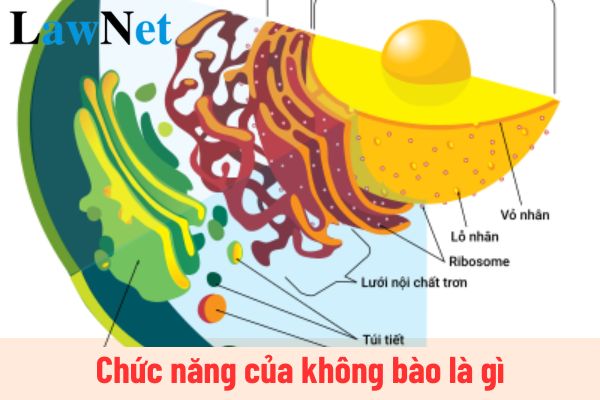 Chức năng của không bào là gì? Chức năng của không bào được học ở lớp mấy?