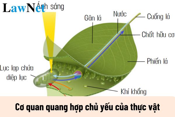 Cơ quan quang hợp chủ yếu của thực vật là gì? Học sinh lớp 7 cần phải biết cơ quan quang hợp chủ yếu của thực vật đúng không?