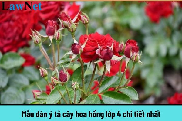 Mẫu dàn ý tả cây hoa hồng lớp 4 chi tiết nhất? Mục đích của việc đánh giá học sinh tiểu học là gì?