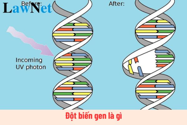 Đột biến gen là gì? Đột biến gen được học trong chương trình lớp mấy?