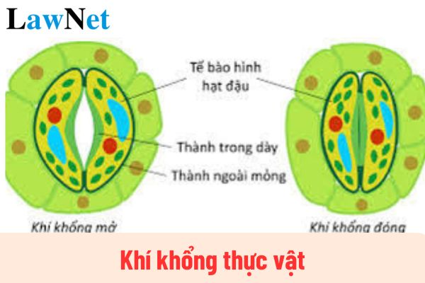 Khí khổng thực vật là gì? Lớp mấy thì được học khí khổng thực vật?