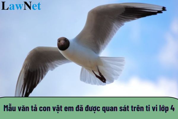 Top các mẫu văn tả con vật em đã được quan sát trên ti vi lớp 4 hay nhất?