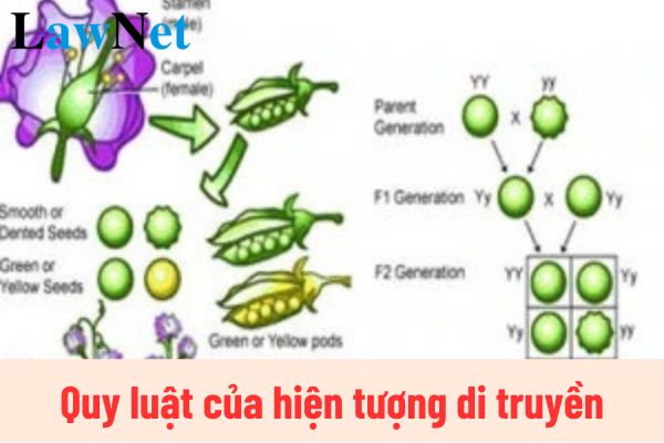 Quy luật của hiện tượng di truyền là gì? Lớp mấy thì được học quy luật của hiện tượng di truyền?