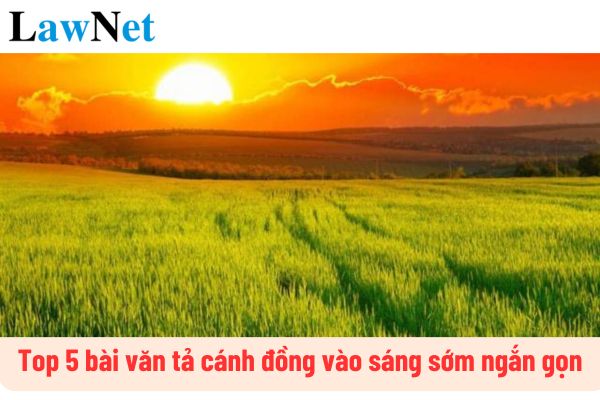 Top 5 bài văn tả cánh đồng vào sáng sớm ngắn gọn? Thực hành viết bài văn tả cánh đồng là nội dung học trong chương trình của những lớp nào?