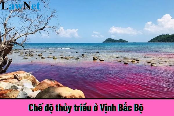 Chế độ thủy triều ở Vịnh Bắc Bộ thuộc loại điển hình nào? Định hướng của phương pháp giáo dục môn Địa lí ra sao?