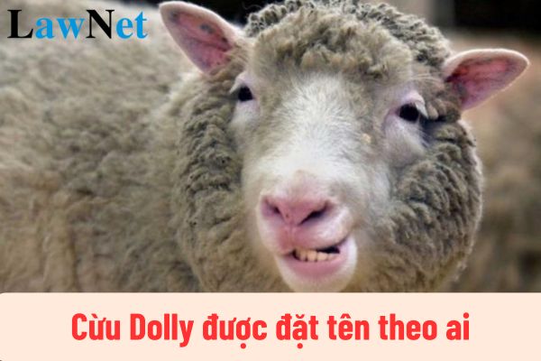 Cừu Dolly được đặt tên theo ai? Học sinh THPT có được xem cừu Dolly trong giờ học không? 