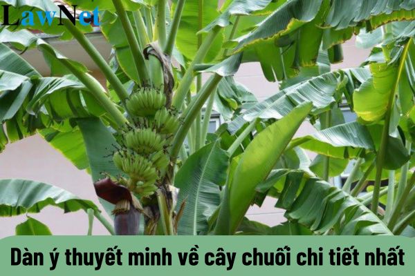 Dàn ý thuyết minh về cây chuối chi tiết nhất? Các mức đánh giá kết quả rèn luyện trong suốt năm học của học sinh lớp 9 là gì?